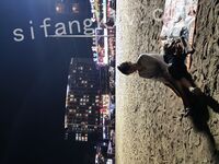 我和愛養泰迪的女友那些風流事 分手後的性生活泄露 內射流精 完美露臉 高清