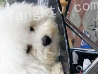 我和愛養泰迪的女友那些風流事 分手後的性生活泄露 內射流精 完美露臉 高清