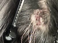 抖音80W粉絲推特網紅超萌蘿莉反差婊一隻喔私拍視圖大量流出人前露出3P喝尿野戰騷中極品