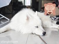 兩位高顏值COS女神『木之本瀾+桃谷若姬子』最新大尺私拍 各式動漫女神 美乳粉穴 高清桃谷若姬子2022.07.08開始